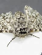 Image result for Peppered Moth Origins