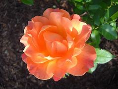 Image result for Coral Colored Roses