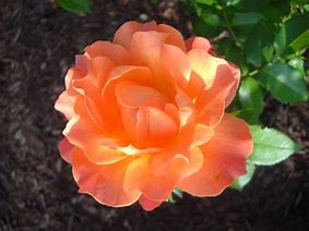 Image result for Coral Colored Roses