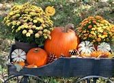 Image result for Fall Mums Screensavers