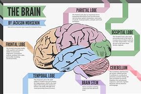 Image result for Human Brain Look Like