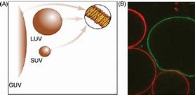 Image result for Unilamellar Vesicles