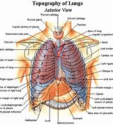 Image result for Rib Cage Anatomy Organs Liver