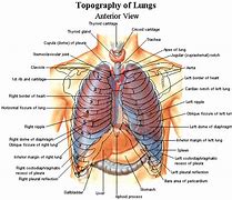 Image result for Liver Inside Rib Cage