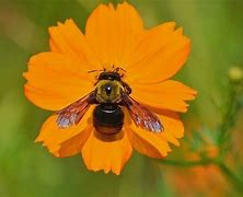 Image result for Carpenter Bee Cartoon