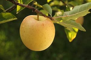 Image result for Golden Delicious Apple Tree Fall Color