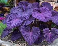 Image result for Giant Alocasia Elephant Ear Plants