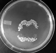 Image result for Bacteria Kingdom Classification