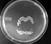 Image result for Bacteria Kingdom Chart