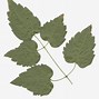 Image result for Aspen Leaf Clip Art