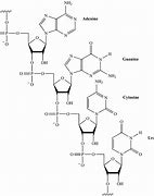 Image result for Chemical Structure of RNA