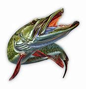 Image result for Musky Stickers