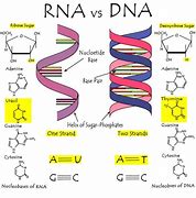 Image result for Simple RNA Structure