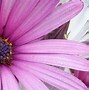 Image result for Bright Colored Flowers