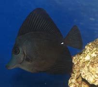 Image result for Black Tang Fish