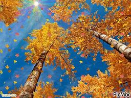 Image result for autumn leaves nature wallpaper