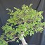 Image result for Chinese Elm Bonsai Sideways