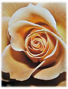 Image result for Roses On Beige Backhround