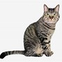 Image result for Bengal Cat Clip Art