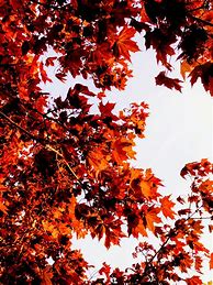 Image result for Autumn Leaves Colors