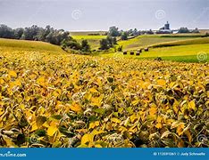 Image result for Corn Hay