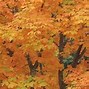 Image result for Sugar Maple Tree Canada