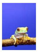 Image result for Blue Red Eyed Tree Frog