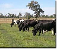 Image result for Fodder for Cows