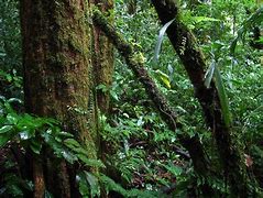 Image result for Jungle Trees Coloring Pages