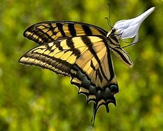 Image result for Butterflies Side View