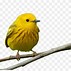 Image result for Birds On Branch Background