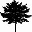 Image result for Big Tree Silhouette