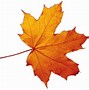 Image result for Fall Leaves Illustration