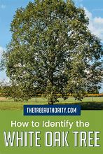 Image result for How to Identify a White Oak Tree