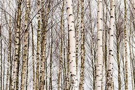 Image result for Birch Tree Close Up