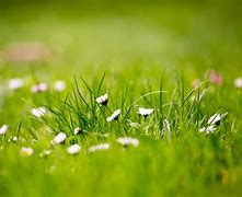 Image result for Real Grass Backround