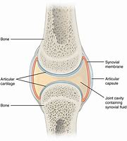 Image result for Tree Measure Cavity