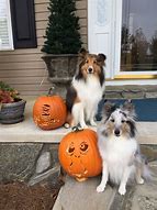 Image result for Sheltie Dog Clip Art