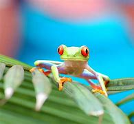 Image result for Funny Red-Eyed Tree Frog