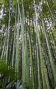 Image result for 10 Bamboo Trees