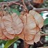 Image result for Elm Leaf Identification