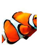 Image result for Coral Fish Coloring Pages