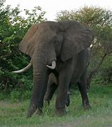 Image result for African Elephant Animals Coloring Pages