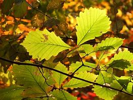 Image result for Quercus Michauxii