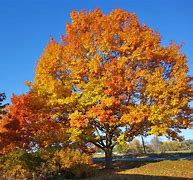 Image result for Red Oak Trees Near Me