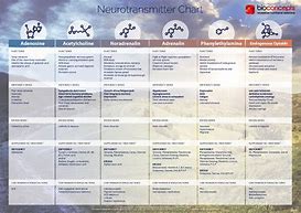 Image result for Neurotransmitters Cheat Sheet