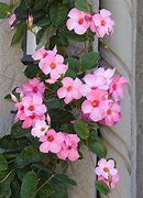 Image result for Flowering Vines That Bloom All Summer