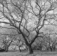 Image result for Flowerng Plum Tree