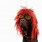 Image result for Animals with Wigs