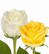 Image result for Yellow and White Roses